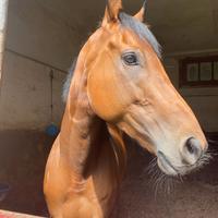 Cavallo psi di 9 anni per passeggiate