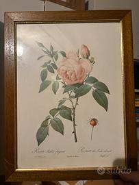 Quadro Rosa Indica Fragrans