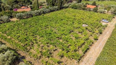 Terreno di 4230 m² a Grottaferrata