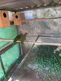 Lory arcobaleno