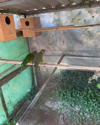 Lory arcobaleno