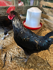 Galli Marans (incrocio)