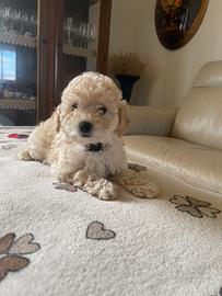 Barboncino Toy due mesi