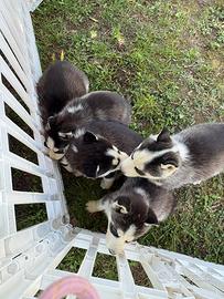 Husky
