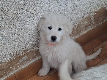 Cuccioli pastore maremmano