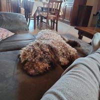 Lagotto romagnolo da compagnia ,eta2 anni femmina