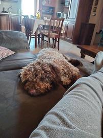 Lagotto romagnolo da compagnia ,eta2 anni femmina