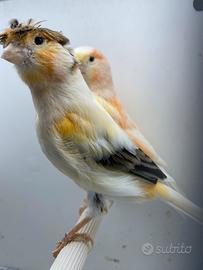 Canarini