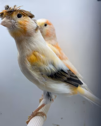 Canarini