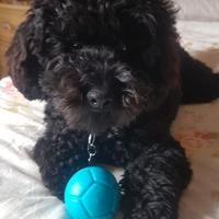 Barboncino nano per accoppiamento