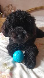 Barboncino nano per accoppiamento