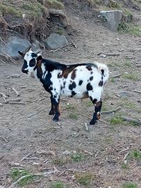 Caprette tibetane