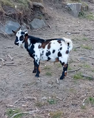 Caprette tibetane