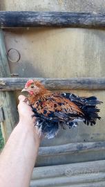 Galline ornamentali