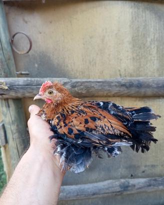 Galline ornamentali