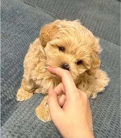 Maltipoo mini toy