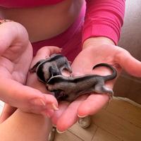 Petauri dello zucchero