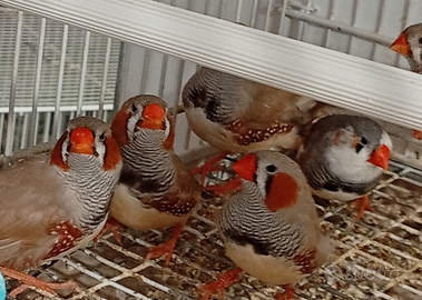 Novelli 2025 Mandarini maggiorati