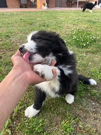 Cuccioli di Border Collie?