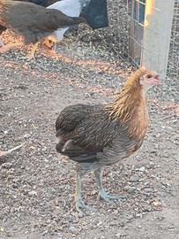 Galline ornamentali, livornesi, auracana, Marans