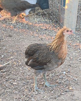Galline ornamentali, livornesi, auracana, Marans