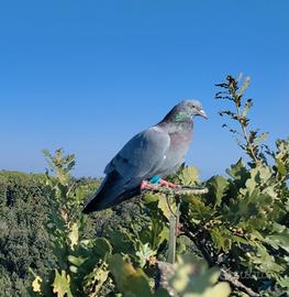 Piccioni addestrati, cimbelli e volantini