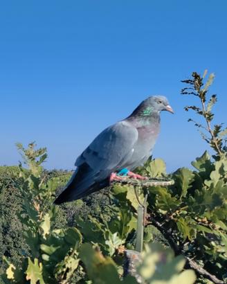 Piccioni addestrati, cimbelli e volantini