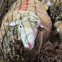 Pecore/Montoni/Agnelli Ile de France