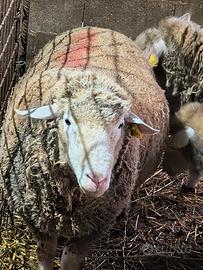 Pecore/Montoni/Agnelli Ile de France