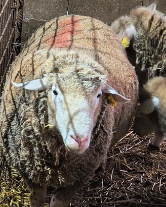 Pecore/Montoni/Agnelli Ile de France