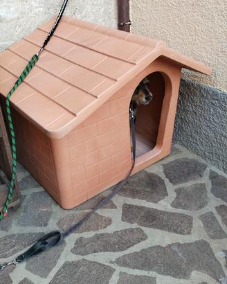 cuccia 