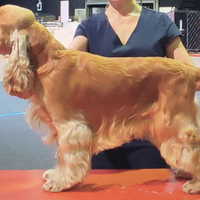 Cocker Spaniel Inglese maschio per monta