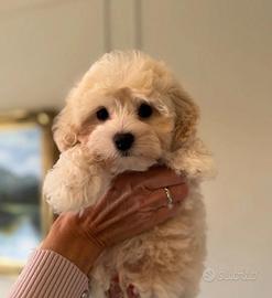 Maltipoo cuccioli