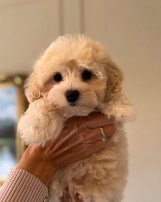 Maltipoo cuccioli