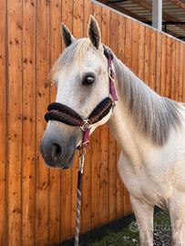 Cavallo 7 anni