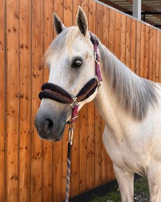 Cavallo 7 anni