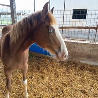 Puledro appaloosa Paint