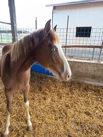Puledro appaloosa Paint