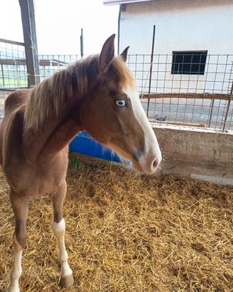Puledro appaloosa Paint