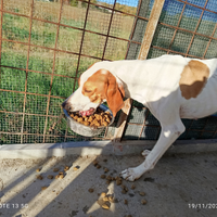 Pointer bianco arancio