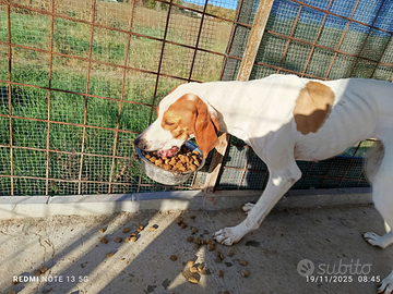 Pointer bianco arancio
