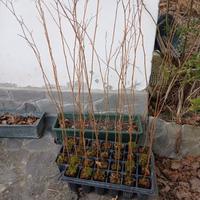 💥Piante GELSO BIANCO E NERO Frutti Antichi 