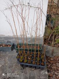 💥Piante GELSO BIANCO E NERO Frutti Antichi 