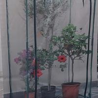 Serra verdemax mod. Buganvillea