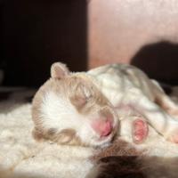 Cucciola border collie
