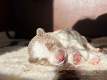 Cucciola border collie
