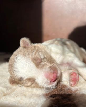 Cucciola border collie