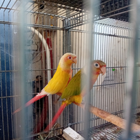 Pappagalli Pyrrhura molinae port Lutino