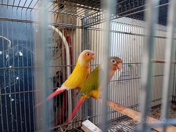 Pappagalli Pyrrhura molinae port Lutino