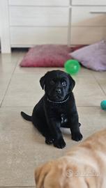 Cuccioli Labrador Retriever SOLO UN MASCHIO NERO